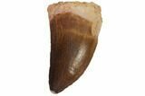 Fossil Mosasaur (Prognathodon) Tooth - Top Quality #114147-1